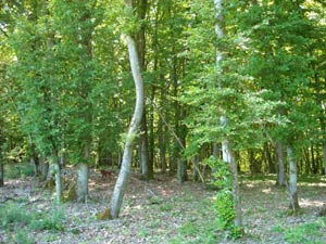 Das Bild zeigt: Laub-Stockausschlagwälder sind wichtige Energieholzreservoirs
