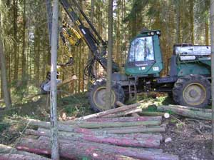 Die Nutzung dient dem Bestand, dem Waldbesitzer und der Industrie Das Bild zeigt: Die Nutzung dient dem Bestand, dem Waldbesitzer und der Industrie